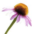 گل مخروطی بنفش Purple Coneflower