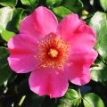 رزا روبیگینوزا Rosa Rubiginosa