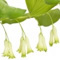 مهر سلیمان Solomon's Seal