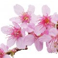 شکوفه آلبالو Sour Cherry Blossom