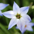 گل ستاره Starflower