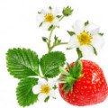 گل توت فرنگی Strawberry Flower