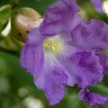 استروبیلانتس کالوسا Strobilanthes Callosa