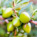 درخت آرگانArgan Tree