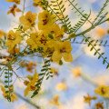 درخت پالو وردPalo Verde Tree