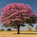 درخت ایپ صورتیPink Ipê Tree