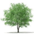 بید سفیدWhite Willow