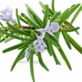 رزماری Rosemary