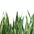 سانسویریا Sansevieria