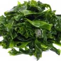 جلبک دریایی Seaweed