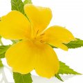 ترنرا دیفوسا دامین Turnera Diffusa (Damiana)